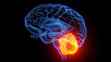 Le « petit cerveau » pourrait donner un grand coup de pouce à l’esprit vieillissant
