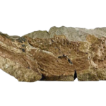 Fragment fossile brun rougeâtre d'une pince de P. gigas incrustée dans la roche.