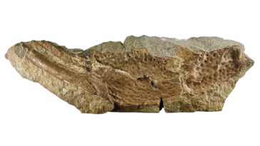 Fragment fossile brun rougeâtre d'une pince de P. gigas incrustée dans la roche.
