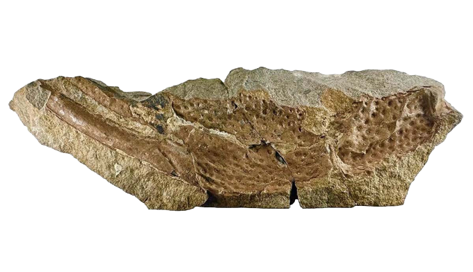 Le plus grand scorpion du monde vivait il y a 415 millions d'années Fragment fossile brun rougeâtre d'une pince de P. gigas incrustée dans la roche.