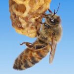 Le secret de la fabrication d’une reine des abeilles réside peut-être dans la cire qui l’entoure