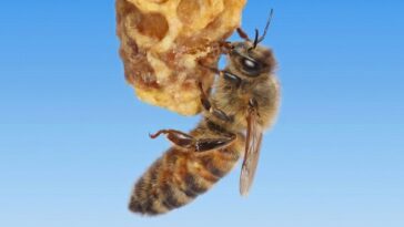 Le secret de la fabrication d’une reine des abeilles réside peut-être dans la cire qui l’entoure