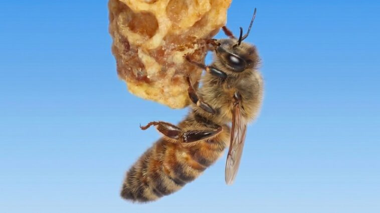 Le secret de la fabrication d’une reine des abeilles réside peut-être dans la cire qui l’entoure