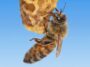 Le secret de la fabrication d’une reine des abeilles réside peut-être dans la cire qui l’entoure