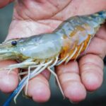 Les abeilles et les crevettes sont désormais vaccinées