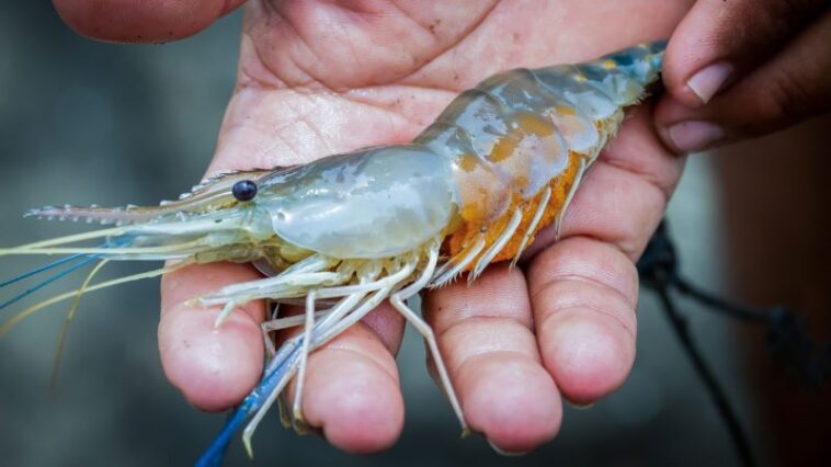 Les abeilles et les crevettes sont désormais vaccinées