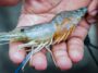 Les abeilles et les crevettes sont désormais vaccinées