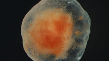 Une goutte de tissu de pied de tube de concombre de mer est visible sur un fond noir. Ses bords sont translucides et son centre est de couleur orangé-crème.