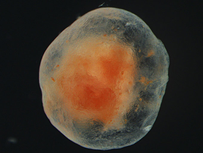 Une goutte de tissu de pied de tube de concombre de mer est visible sur un fond noir. Ses bords sont translucides et son centre est de couleur orangé-crème.