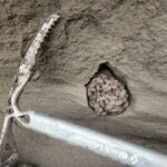 Les crottes d'écureuil gelées font allusion aux images et aux odeurs des écosystèmes de la période glaciaire Granulés de crottes d'écureuil congelées