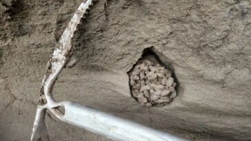 Granulés de crottes d'écureuil congelées