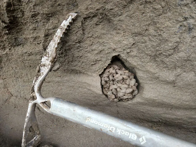 Les crottes d'écureuil gelées font allusion aux images et aux odeurs des écosystèmes de la période glaciaire Granulés de crottes d'écureuil congelées