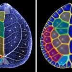 Les feuilles d’une plante monétaire chinoise cachent un motif mathématique Des images côte à côte comparent une feuille de plante monétaire chinoise avec une simulation informatique, montrant des régions de couleurs similaires délimitées par des réseaux veineux.