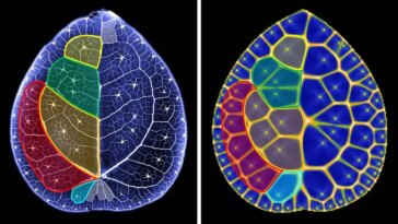 Des images côte à côte comparent une feuille de plante monétaire chinoise avec une simulation informatique, montrant des régions de couleurs similaires délimitées par des réseaux veineux.