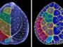 Des images côte à côte comparent une feuille de plante monétaire chinoise avec une simulation informatique, montrant des régions de couleurs similaires délimitées par des réseaux veineux.