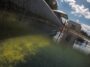 Les nouvelles données scientifiques sur la mortalité des algues arrivent trop tard pour le Reflecting Pool