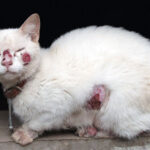 Un champignon mortel qui peut infecter les chats et les humains se propage Un chat blanc avec des ulcères rouges sur les joues, le nez, le ventre et les pattes. Le chat porte un collier en cuir marron sur lequel pend une boule argentée.