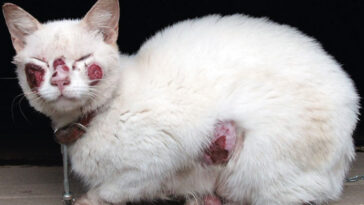 Un chat blanc avec des ulcères rouges sur les joues, le nez, le ventre et les pattes. Le chat porte un collier en cuir marron sur lequel pend une boule argentée.