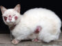 Un chat blanc avec des ulcères rouges sur les joues, le nez, le ventre et les pattes. Le chat porte un collier en cuir marron sur lequel pend une boule argentée.