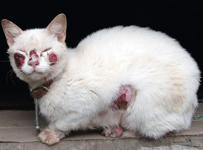 Un champignon mortel qui peut infecter les chats et les humains se propage Un chat blanc avec des ulcères rouges sur les joues, le nez, le ventre et les pattes. Le chat porte un collier en cuir marron sur lequel pend une boule argentée.