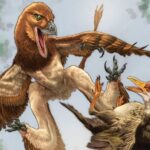 Un nouveau fossile de dinosaure pourrait résoudre un ancien mystère de meurtre