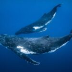 Cette stratégie de chasse aux baleines à bosse est restée invisible – jusqu’à présent Cette stratégie de chasse aux baleines à bosse est restée invisible – jusqu’à présent