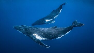 Cette stratégie de chasse aux baleines à bosse est restée invisible – jusqu’à présent