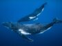 Cette stratégie de chasse aux baleines à bosse est restée invisible – jusqu’à présent