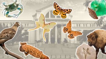 L'histoire naturelle de chaque État américain est exposée dans une nouvelle exposition à Washington