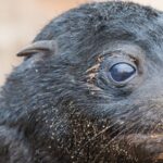 L'ouïe amphibie des phoques s'est développée il y a très, très longtemps
