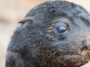 L'ouïe amphibie des phoques s'est développée il y a très, très longtemps