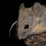 La vie au sommet n'est pas un problème pour cette petite souris La vie au sommet n'est pas un problème pour cette petite souris