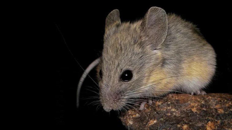 La vie au sommet n'est pas un problème pour cette petite souris La vie au sommet n'est pas un problème pour cette petite souris