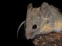La vie au sommet n'est pas un problème pour cette petite souris