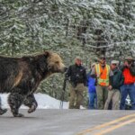 L’animal derrière les rencontres sauvages les plus agressives pourrait vous surprendre Une image d’un grizzly traversant la route devant des personnes munies d’appareils photo.