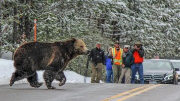 Une image d’un grizzly traversant la route devant des personnes munies d’appareils photo.