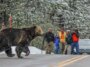Une image d’un grizzly traversant la route devant des personnes munies d’appareils photo.