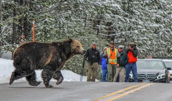 L’animal derrière les rencontres sauvages les plus agressives pourrait vous surprendre Une image d’un grizzly traversant la route devant des personnes munies d’appareils photo.