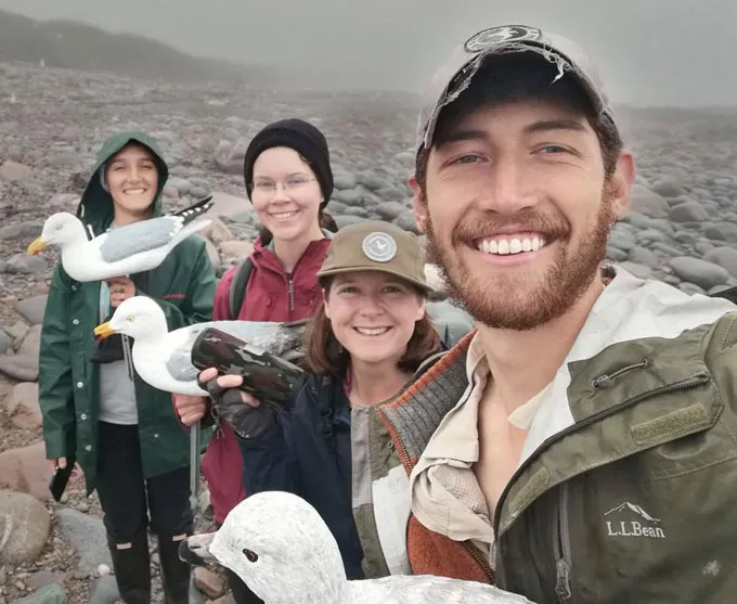 Le plumage terne des jeunes goélands pourrait les aider à éviter les attaques des adultes Quatre personnes sourient sur une plage rocheuse, brumeuse et froide. Ils tiennent des mouettes en plastique.