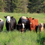 Les Beefalo sont élevés pour faire partie du bison. Une nouvelle étude révèle que la plupart ne le sont pas