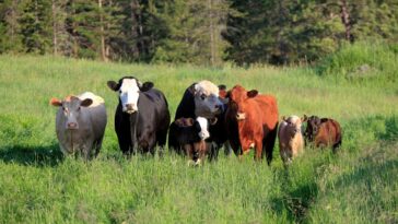 Les Beefalo sont élevés pour faire partie du bison. Une nouvelle étude révèle que la plupart ne le sont pas