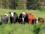 Les Beefalo sont élevés pour faire partie du bison. Une nouvelle étude révèle que la plupart ne le sont pas