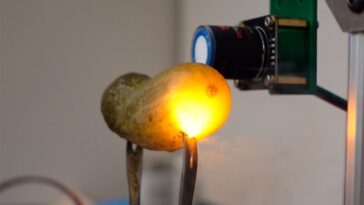 Les cornichons brillent lorsque vous les branchez. La science explique pourquoi