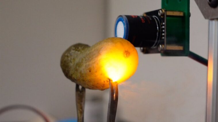 Les cornichons brillent lorsque vous les branchez. La science explique pourquoi Les cornichons brillent lorsque vous les branchez. La science explique pourquoi