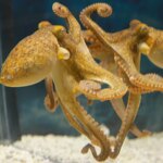 Les crabes ne peuvent pas se cacher d'une pieuvre avec un miroir Les crabes ne peuvent pas se cacher d'une pieuvre avec un miroir