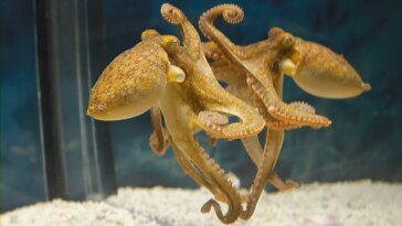 Les crabes ne peuvent pas se cacher d'une pieuvre avec un miroir
