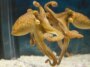 Les crabes ne peuvent pas se cacher d'une pieuvre avec un miroir