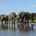 Les éléphants peuvent réapprendre à vivre à l'état sauvage après des années de captivité
