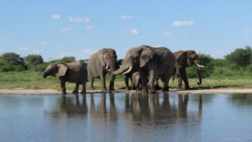 Les éléphants peuvent réapprendre à vivre à l'état sauvage après des années de captivité