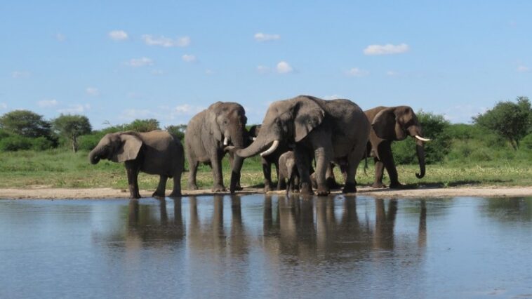 Les éléphants peuvent réapprendre à vivre à l'état sauvage après des années de captivité Les éléphants peuvent réapprendre à vivre à l'état sauvage après des années de captivité